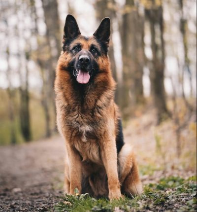 brown and black german shepherd on brown dirt during daytime